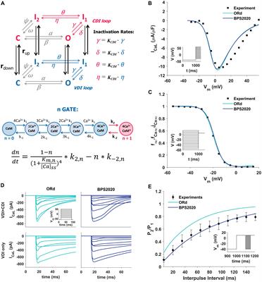 Simulation of the Effects of Extracellular Calcium Changes Leads to a Novel Computational Model of Human Ventricular Action Potential With a Revised Calcium Handling